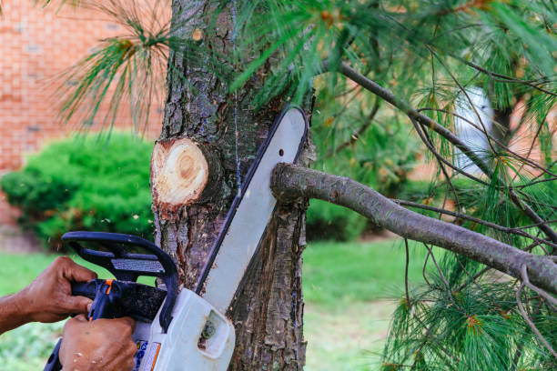 Reliable Columbus, IN Tree Removal and Landscaping Services Solutions